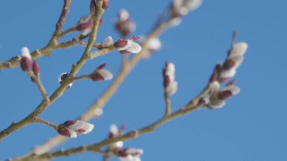 柳树是盛开的小猫柳树在蓝天背景