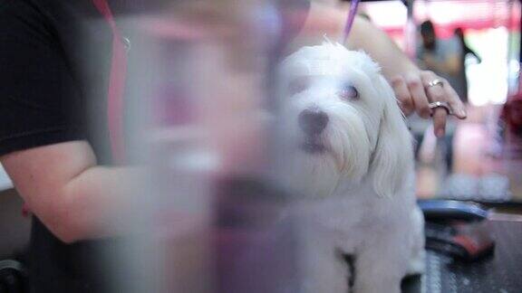 狗美容院里一只马耳他小狗坐在狗美容院的桌子上接受治疗