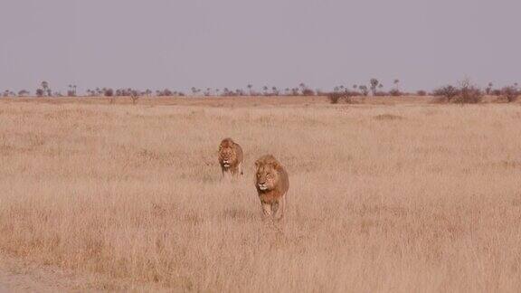 两只雄狮走向摄像机博茨瓦纳