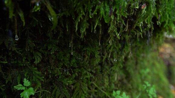 水滴顺着生长在岩石边上的苔藓流下青苔与水滴相辉映