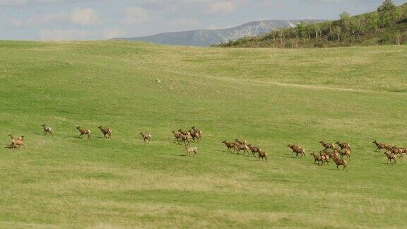 鸟瞰图麋鹿群在黄石国家公园