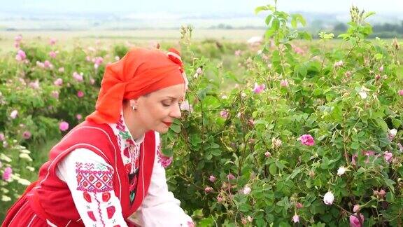 穿着保加利亚传统服装的妇女在采摘玫瑰花