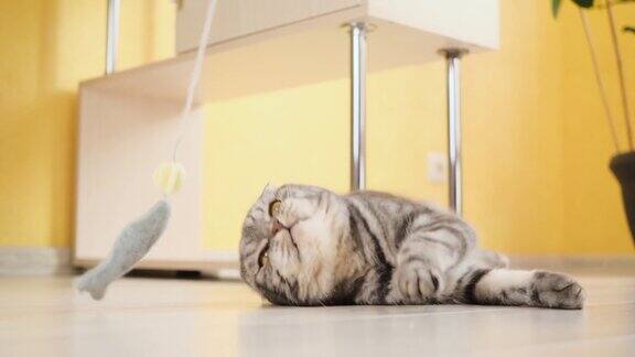 可爱有趣的灰色苏格兰折猫在房间里玩着绳子上的玩具
