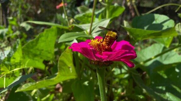 蜜蜂为花朵授粉