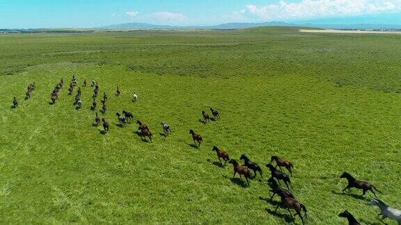 在草原上奔跑的一群马