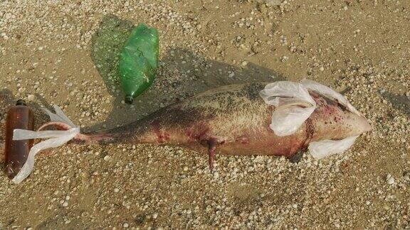 环境与野生动物:海边死去的小海豚地球野生动物环境污染生态灾难死去的动物
