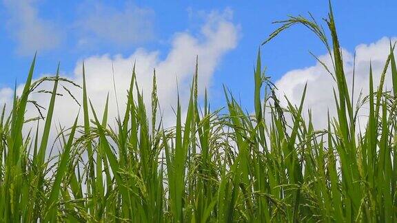 白天的稻田