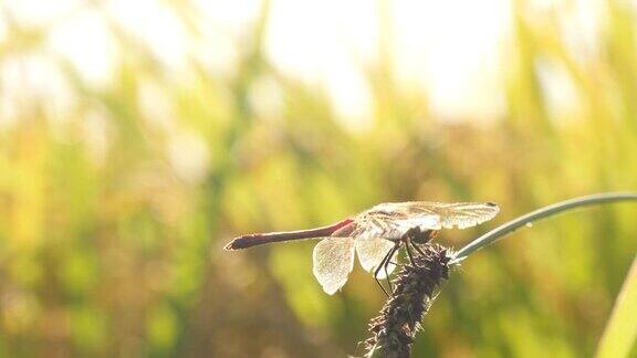 韩国庆北稻田上的红蜻蜓