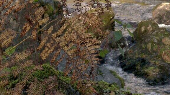 苏格兰乡村的一条小溪