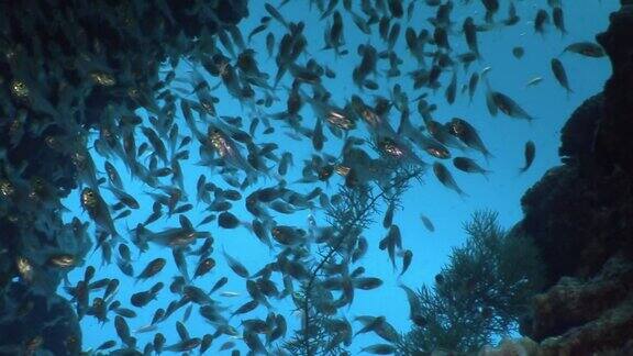 一群透明的玻璃鱼在清澈的水在珊瑚在红海