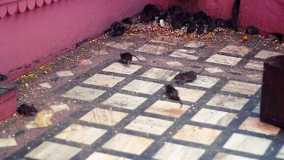 印度卡尼玛塔寺的圣鼠