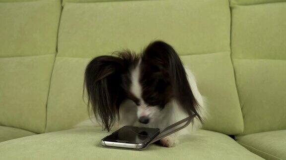 狗狗蝶耳犬正躺在沙发上正在客厅里研究智能手机的库存录像