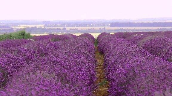 薰衣草花薰衣草地里的紫色花一束香喷喷的花