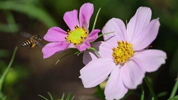 慢镜头蜜蜂在美丽的粉色宇宙花园中飞翔