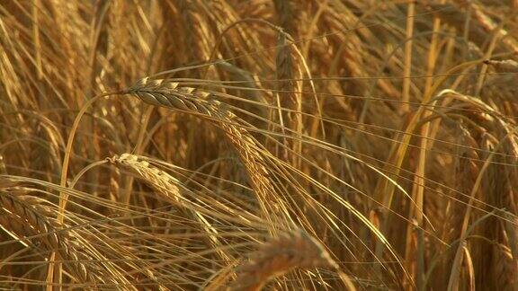 HD起重机:黄金小麦