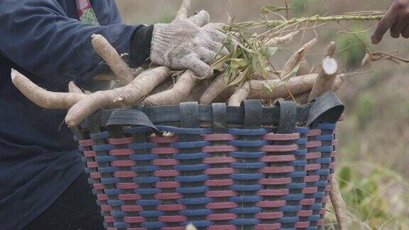 园丁收获木薯把它放在篮子里出售