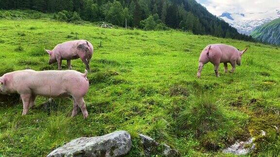 阿尔卑斯山上的自由猪
