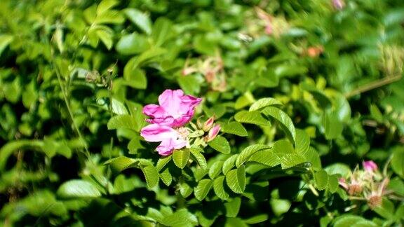 有美丽的粉红色野玫瑰花的灌木特写镜头
