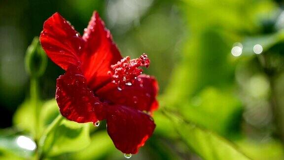 一滴水滴在红花芙蓉上近处一滴雨落在红色的芙蓉花瓣上