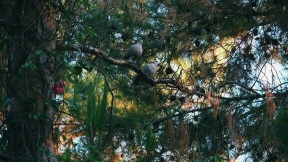 两只斑鸠坐在树枝上