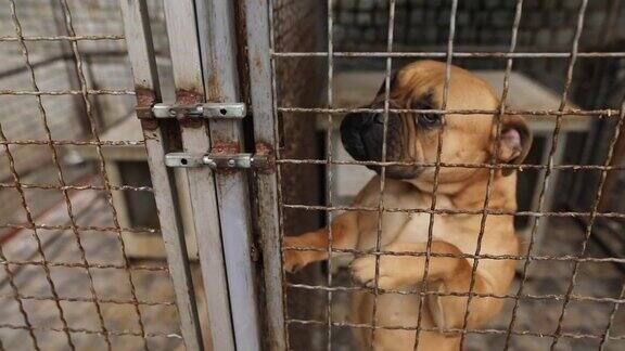 悲伤的狗狗在篱笆后面的避难所等待被拯救和被收养到新的家