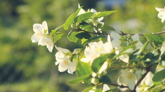 夕阳下盛开的茉莉花枝美丽的雪白的茉莉花在水滴里