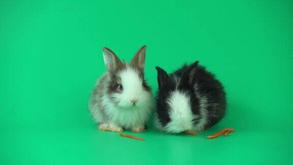 两只可爱的兔子在绿色的背景下吃新鲜磨碎的胡萝卜