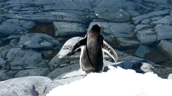 巴布亚企鹅