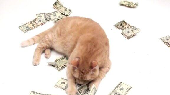 肥猫玩钱-高清