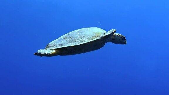 一只海龟在热带水域优雅地滑行