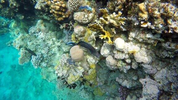 热带鱼在珊瑚礁中游动