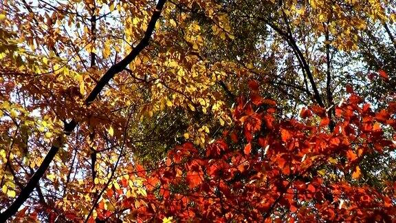 秋天的树叶吹在密歇根森林