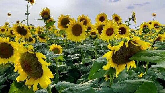 巨型向日葵的特写移动图像生长在科罗拉多州西部的农田