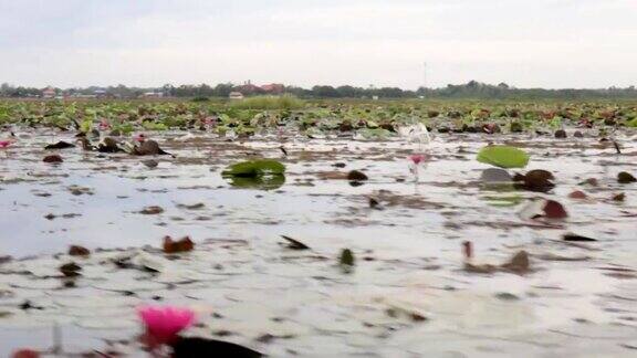 粉色莲花湖中的白鹭