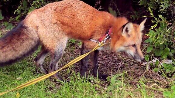 炎炎夏日拴着皮带的红狐在绿色公园的草地上挖土