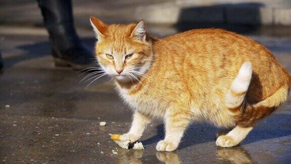 红色流浪猫在街上吃食物在早春的公园慢动作