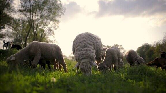 在草地上吃草的绵羊