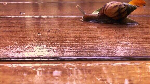巨型蜗牛在潮湿的木地板上缓慢爬行-近距离细节
