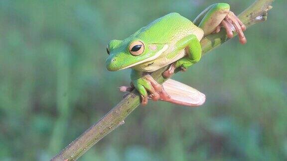 青蛙绿色的树蛙在树枝上