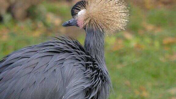 黑冠鹤梳理它的羽毛