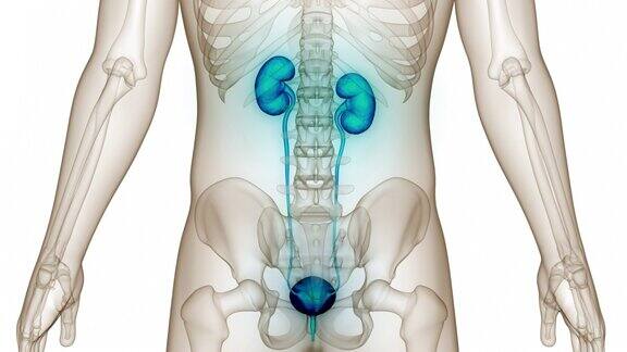 具有膀胱解剖动画概念的人体泌尿系统肾脏