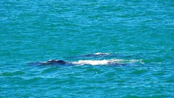 赫曼努斯南露脊鲸妈妈和幼鲸在水面上成对长焦