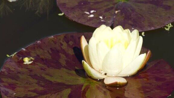时光流逝睡莲开荷花盛开在池塘里