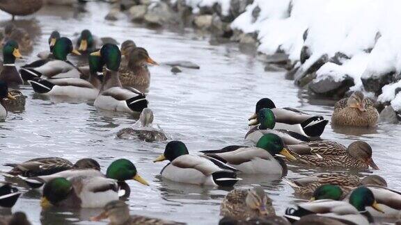 冬天湖面上的一群绿头鸭加拿大的魁北克