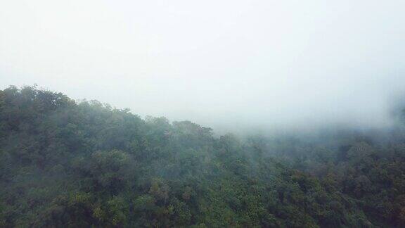 无人机拍摄的雨林被雾覆盖