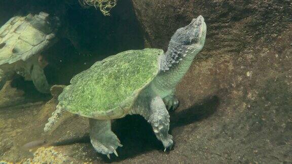 在水族馆里休息的海龟
