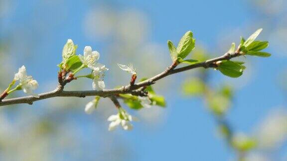 花园里盛开的白色樱花春天的樱桃树缓慢的运动