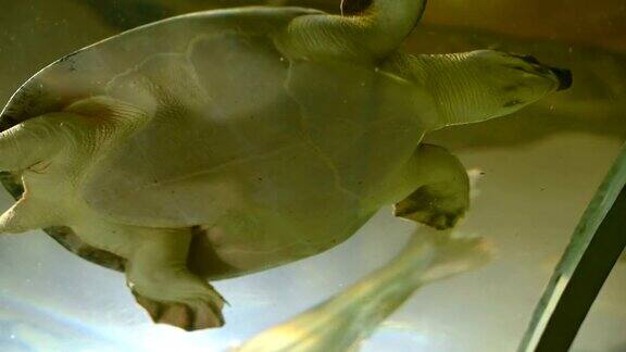 在水族馆游泳的鳄龟或软壳龟