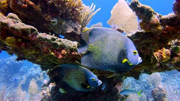 加勒比海霍尔陈海洋保护区的海洋生物与法国神仙鱼-伯利兹堡礁龙涎香礁