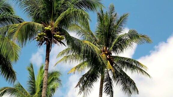 泰国昌岛的椰子树